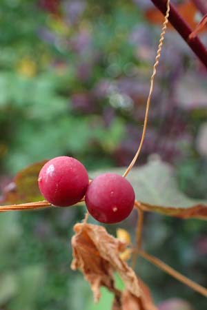 Bryonia dioica \ Rotfr�chtige Zaunr�be / Red-Berried Bryony, D Ladenburg 30.9.2021