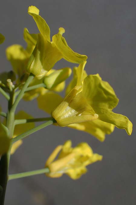 Brassica rapa \ Stoppelr&uuml;be, R&uuml;bsen / Field Mustard, D Mannheim 18.4.2022