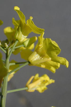 Brassica rapa \ Stoppelr�be, R�bsen / Field Mustard, D Mannheim 18.4.2022