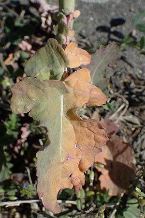 Brassica rapa \ Stoppelr�be, R�bsen / Field Mustard, D Mannheim 18.4.2022