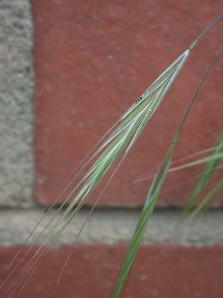 Bromus diandrus \ Gro��hrige Trespe / Great Brome, D Mannheim 24.4.2022
