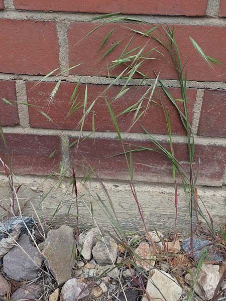 Bromus diandrus \ Gro��hrige Trespe / Great Brome, D Mannheim 24.4.2022