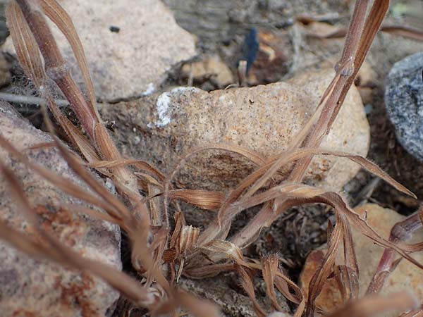 Bromus diandrus \ Gro��hrige Trespe / Great Brome, D Mannheim 24.4.2022