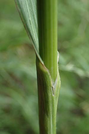 Bromus riparius \ Ufer-Trespe / Meadow Brome, D Ettlingen 27.5.2022