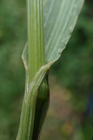 Bromus riparius \ Ufer-Trespe / Meadow Brome, D Ettlingen 27.5.2022