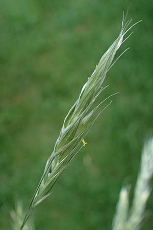 Bromus riparius \ Ufer-Trespe / Meadow Brome, D Ettlingen 27.5.2022