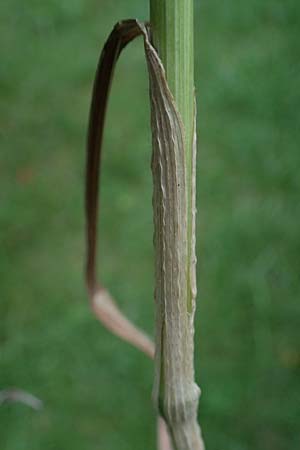 Bromus riparius \ Ufer-Trespe / Meadow Brome, D Ettlingen 27.5.2022
