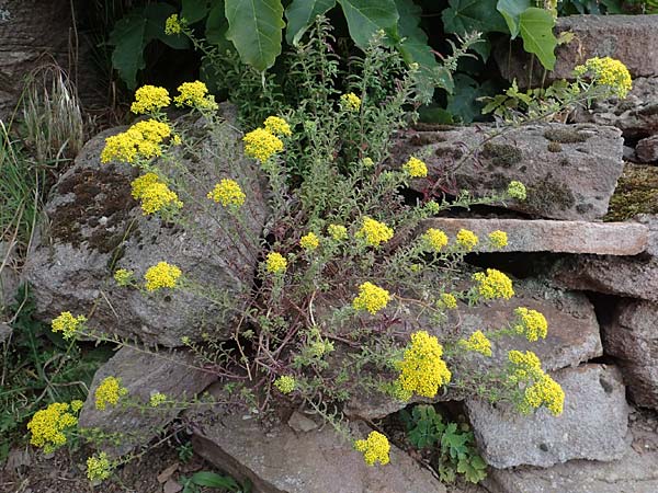 Alyssum murale \ Mauer-Steinkraut / Goldentuft Madwort, Yellowtuft, D Th&uuml;ringen, Kyffh&auml;userdenkmal 8.6.2022