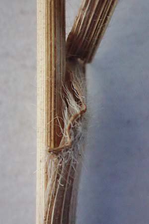 Bromus ramosus \ Hohe Wald-Trespe / Wild Oat, D Hemsbach 9.8.2022
