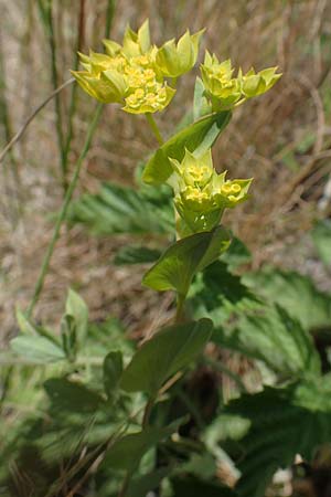 Bupleurum rotundifolium \ Rundbl�ttriges Hasenohr / Hare's Ear, Thorough-Wax, D Th&uuml;ringen, Hemleben 12.6.2023