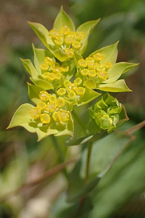 Bupleurum rotundifolium \ Rundbl�ttriges Hasenohr / Hare's Ear, Thorough-Wax, D Th&uuml;ringen, Hemleben 12.6.2023