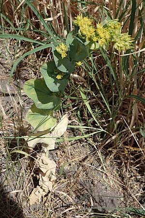 Bupleurum rotundifolium \ Rundbl�ttriges Hasenohr / Hare's Ear, Thorough-Wax, D Th&uuml;ringen, Hemleben 12.6.2023