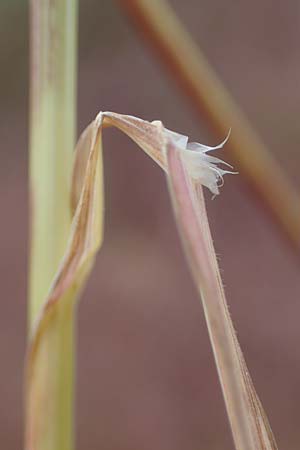 Bromus tectorum \ Dach-Trespe / Drooping Brome, D Th&uuml;ringen, Herrnschwende 14.6.2023