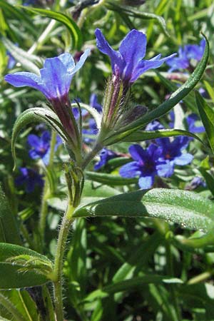 Lithospermum purpurocaeruleum \ Blauroter Steinsame / Purple Gromwell, D Karlstadt 30.4.2007