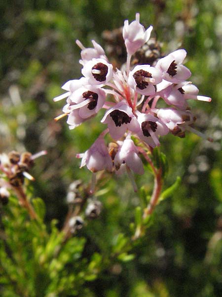 Erica spiculifolia \ �hren-Heide, D Botan. Gar.  Universit.  Mainz 4.8.2007