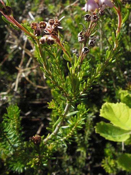 Erica spiculifolia \ �hren-Heide, D Botan. Gar.  Universit.  Mainz 4.8.2007