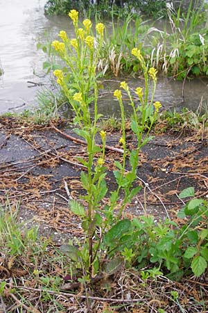 Barbarea stricta \ Steifes Barbarakraut / Small-Flowered Winter Cress, D Mannheim 3.5.2015