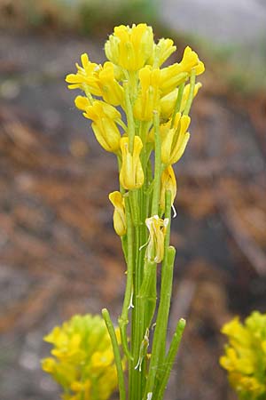 Barbarea stricta \ Steifes Barbarakraut / Small-Flowered Winter Cress, D Mannheim 3.5.2015