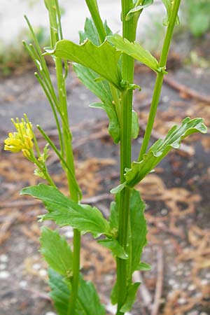 Barbarea stricta \ Steifes Barbarakraut / Small-Flowered Winter Cress, D Mannheim 3.5.2015