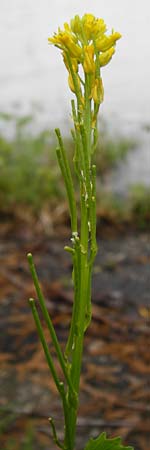 Barbarea stricta \ Steifes Barbarakraut / Small-Flowered Winter Cress, D Mannheim 3.5.2015