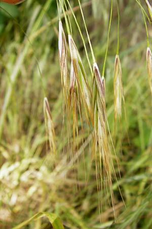 Bromus sterilis \ Taube Trespe / Poverty Brome, D Sinsheim 15.5.2015