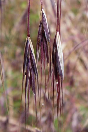 Bromus sterilis, Taube Trespe Bromus sterilis, Taube Trespe