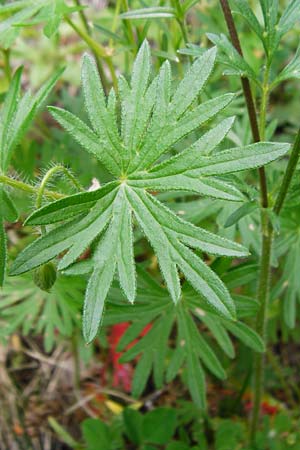 Geranium sanguineum \ Blut-Storchschnabel, Blutroter Storchschnabel / Bloody Crane's-Bill, D Blaubeuren 2.6.2015