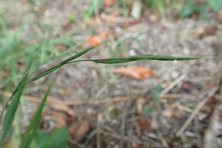 Brachypodium sylvaticum \ Wald-Zwenke / False Brome, D Bensheim 13.9.2015