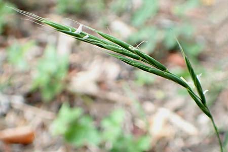 Brachypodium sylvaticum \ Wald-Zwenke / False Brome, D Bensheim 13.9.2015