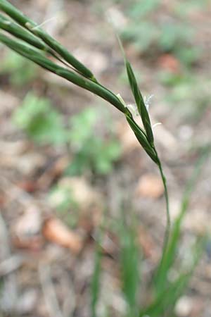 Brachypodium sylvaticum \ Wald-Zwenke / False Brome, D Bensheim 13.9.2015