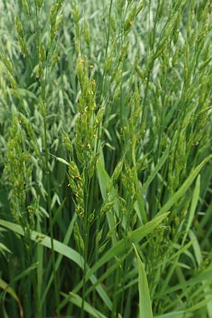 Bromus secalinus \ Roggen-Trespe / Cheat Grass, Chess Grass, D Tiefenbronn 26.6.2016