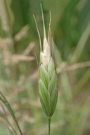 Bromus secalinus \ Roggen-Trespe / Cheat Grass, Chess Grass, D Tiefenbronn 26.6.2016