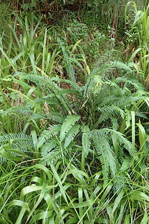 Blechnum spicant \ Gew�hnlicher Rippenfarn / Hard Fern, D Schwarzwald/Black-Forest, Unterstmatt 4.8.2016