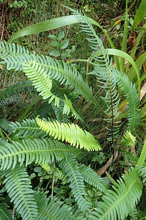 Blechnum spicant \ Gew�hnlicher Rippenfarn / Hard Fern, D Schwarzwald/Black-Forest, Unterstmatt 4.8.2016