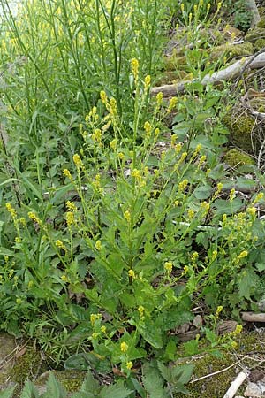 Barbarea stricta \ Steifes Barbarakraut / Small-Flowered Winter Cress, D Mannheim 6.5.2017