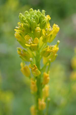 Barbarea stricta \ Steifes Barbarakraut / Small-Flowered Winter Cress, D Mannheim 6.5.2017