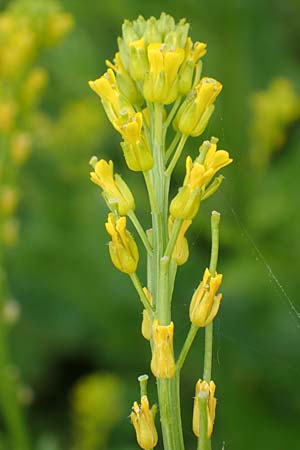 Barbarea stricta \ Steifes Barbarakraut / Small-Flowered Winter Cress, D Mannheim 6.5.2017