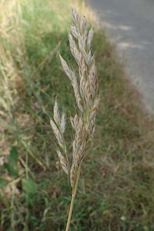 Bromus secalinus \ Roggen-Trespe / Cheat Grass, Chess Grass, D L&uuml;tzelbach 24.6.2017