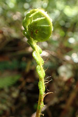Blechnum spicant \ Gew�hnlicher Rippenfarn / Hard Fern, D Olpe 21.5.2018