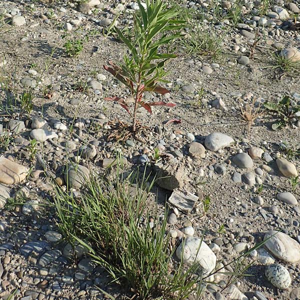 Brachypodium pinnatum \ Gefiederte Zwenke / Tor Grass, Heath False Brome, D Hartheim 5.6.2018