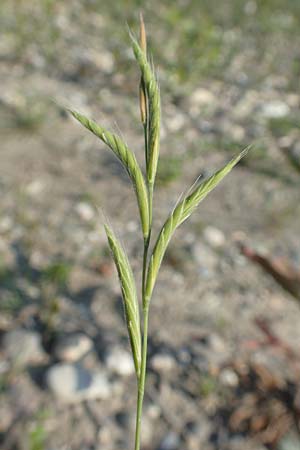 Brachypodium pinnatum \ Gefiederte Zwenke / Tor Grass, Heath False Brome, D Hartheim 5.6.2018