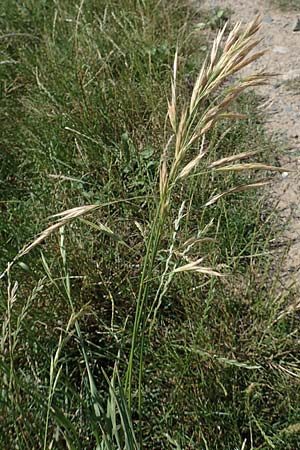 Bromus sitchensis, Sitka-Trespe