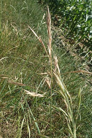Bromus sitchensis \ Sitka-Trespe / Alaska Brome, D Frankfurt-Fechenheim 20.6.2018