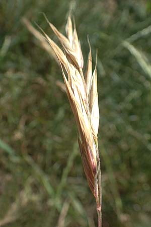 Bromus sitchensis \ Sitka-Trespe / Alaska Brome, D Frankfurt-Fechenheim 20.6.2018
