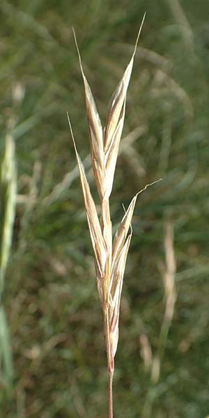 Bromus sitchensis \ Sitka-Trespe / Alaska Brome, D Frankfurt-Fechenheim 20.6.2018