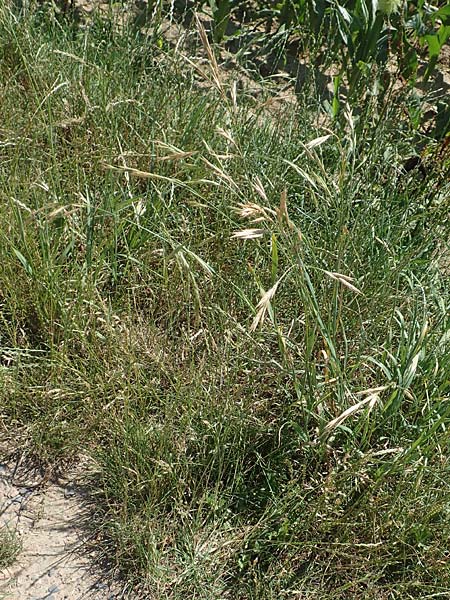 Bromus sitchensis \ Sitka-Trespe / Alaska Brome, D Frankfurt-Fechenheim 20.6.2018