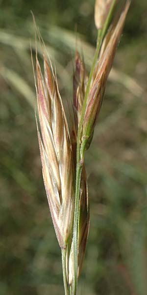 Bromus sitchensis \ Sitka-Trespe / Alaska Brome, D Frankfurt-Fechenheim 20.6.2018