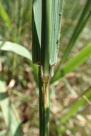 Bromus sitchensis \ Sitka-Trespe / Alaska Brome, D Frankfurt-Fechenheim 20.6.2018