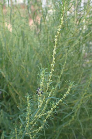 Bassia scoparia \ Besen-Radmelde, Sommerzypresse / Summer Cypress, D Mannheim 16.9.2018