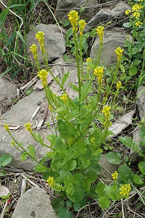 Barbarea stricta \ Steifes Barbarakraut / Small-Flowered Winter Cress, D Mannheim 5.5.2019